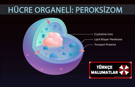 peroksizom organeli